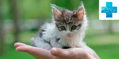 Новорожденных котят обычных - картинки и фото koshka.top
