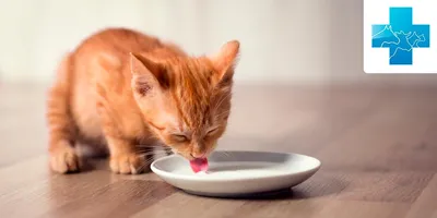 Как определить возраст котенка правильно по весу и зубам в домашних  условиях - Petstory