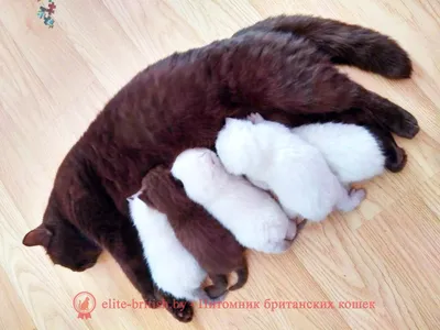 Фото новорожденных котят обычных фотографии
