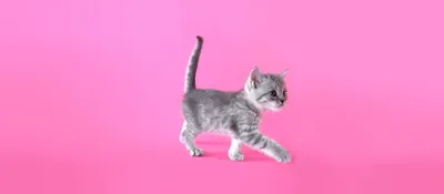 Можно ли котятам молоко? - Кошки обзор на Gomeovet