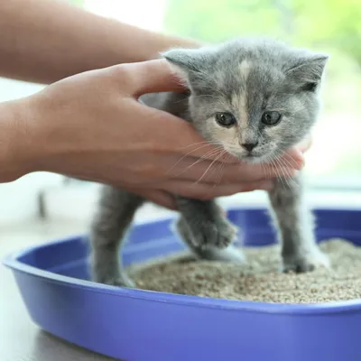 Чем кормить котенка: практические советы и рекомендации - советы и  рекомендации от специалистов Зоодом Бегемот