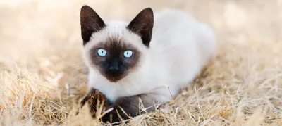 сиамский кот разводит маленьких азиатских тай-кошек сиам котенок  тайландские котти коричневые кошки коричневые голубые глаза мяуко Стоковое  Фото - изображение насчитывающей затишье, красивейшее: 228666342