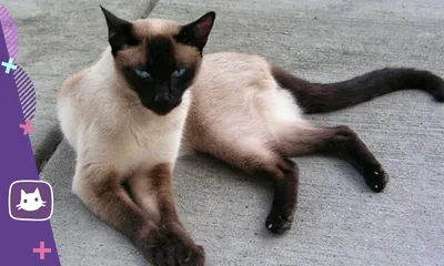 Сиамская кошка - описание породы, питомники, достоинства и недостатки