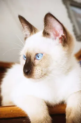 Тайский котенок Стоковые фотографии, картинки, все без лицензионных  отчислений - Envato Elements