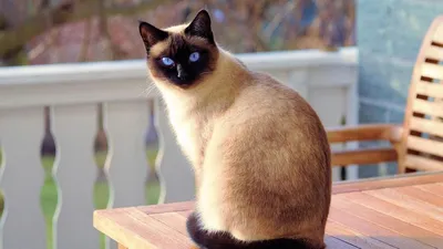 Сиамская кошка: характер, поведение, особенности ухода