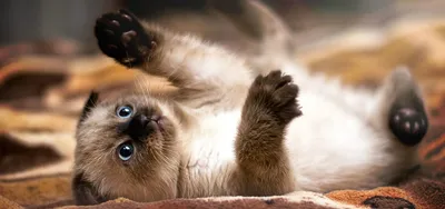 Питание сиамской кошки: что нужно знать - Блог Зоомапы
