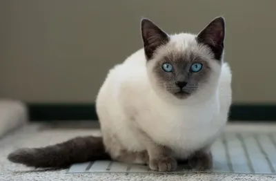 Сиамская кошка: все о характере Сиамских котов и кошек | Блог зоомагазина  Zootovary.com