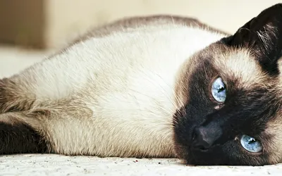 Сиамская кошка: фото, характер, описание породы | РБК Life