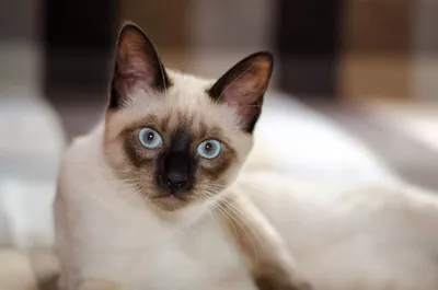 8 признаков, что перед вами настоящая сиамская кошка | Приключения  натуралиста | Дзен