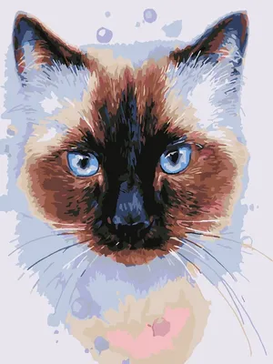 Картинки сиамские коты (87 фото)