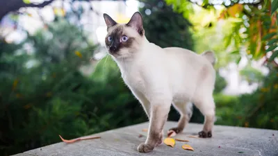 Сиамский кот купить на Зозу.ру