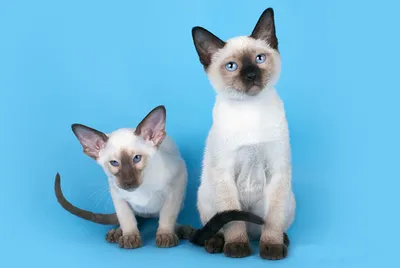 Миленькие крохи: топ-6 самых маленьких кошек