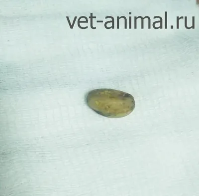 В Ростове ветеринары спасли кота, который проглотил 20 резинок для волос -  Новости Mail.ru