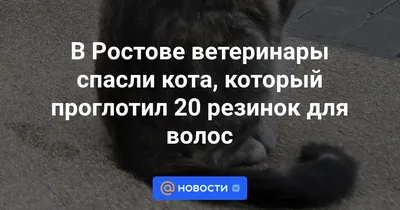 В Казани спасли кота-гурмана объевшегося фисташками - KP.RU