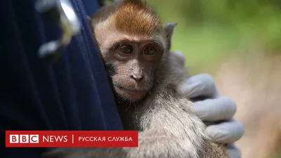 Би-би-си разоблачила глобальную сеть садистов, мучающих обезьян - BBC News  Русская служба