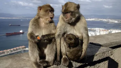 Пять обезьян съежились на улице днем · Бесплатные стоковые фото