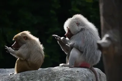 В британском зоопарке нашли необычный способ увеличить популяцию обезьян -  РИА Новости, 10.02.2022