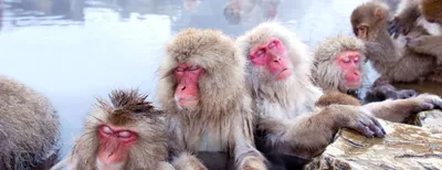 В Екатеринбургском зоопарке поселились 6 беличьих обезьян | Областная газета