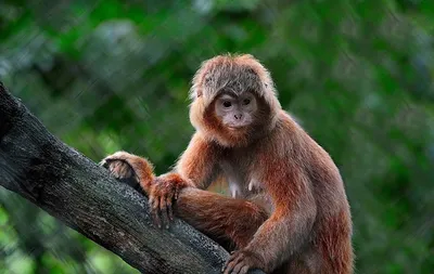Фильмы про обезьян смотреть онлайн подборку. Список лучшего контента в HD  качестве