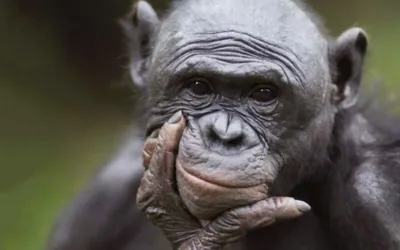 Африканские человекообразные обезьяны могут потерять ареал обитания за 30  лет