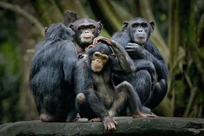 Широконосые обезьяны — Википедия