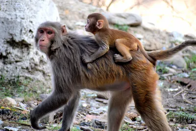 По инициативе Фонда Фельдмана два десятка редких обезьян вернули в среду  обитания - FELDMAN-ECOPARK