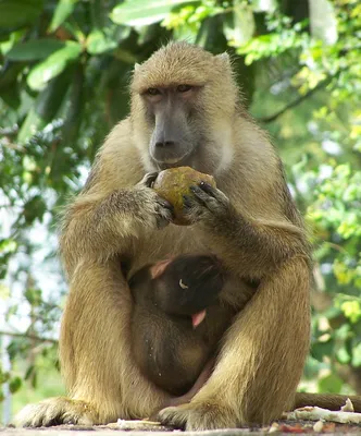 [72+] Фото обезьяны бабуина фото