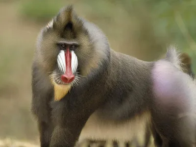 Бабуины – что мы о них знаем | Бегемотик Обыкновенный | Дзен