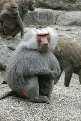 Обои с обезьянами: бабуины в форматах JPG, PNG, 4K | Бабуин Фото №1443473  скачать