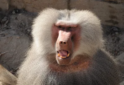 Портрет обезьяны-бабуина чакма в национальном парке чобе, ботсвана |  Премиум Фото
