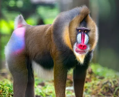 Бабуин: Почему их боятся даже львы? | Пикабу