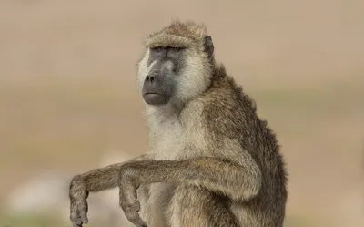 Бабуины – что мы о них знаем | Бегемотик Обыкновенный | Дзен