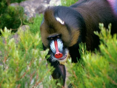 Взрослые старушки бабуина обезьяны Павиан, Папио Хамадриас выражение лица,  наблюдающее, как бдительно глядя на камеру с зеленым Стоковое Изображение -  изображение насчитывающей изолировано, камера: 163668803