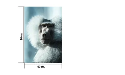 BB.lv: Тяжелая доля священного бабуина: как египтяне содержали  «божественных» обезьян?