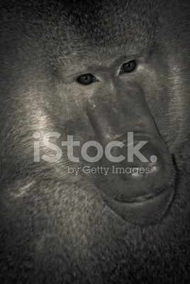 изображение бабуина это фотография крупным планом, картинка бабуина, бабуин,  обезьяна фон картинки и Фото для бесплатной загрузки