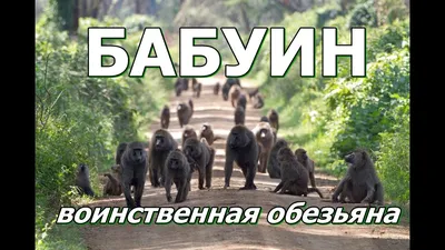 Животных Обезьяны Бабуина Стоковые Фотографии | FreeImages