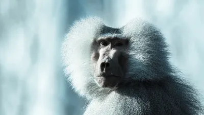 Купить большую нашивку голова обезьяны, бабуина в интернет магазине