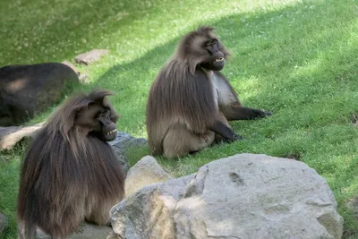 Лицо обезьяны, животное, дикая природа, бабуин Обои 1752x2800 Samsung  Galaxy Tab S7+