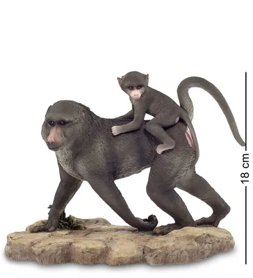 серая обезьяна, Кения, живая природа, животное, Масаи Мара Национальный  заповедник, бабуин, ребенок бабуин, обезьяна | Piqsels