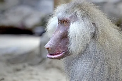 бабуин смотрит прямо вперед с коричневым мехом, картинка бабуина, бабуин,  обезьяна фон картинки и Фото для бесплатной загрузки