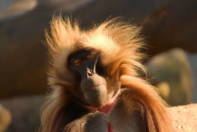 Портрет обезьяны-бабуина гелада | Премиум Фото