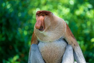 Фото обезьяны с большим носом 