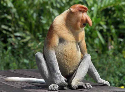 Сутулая обезьяна с огромным носом: как выглядит носач и что ещё о нём  известно? | ЗВЕРУШКИ | Дзен