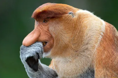 Портрет мужской обезьяны хоботка с большим носом Стоковое Изображение -  изображение насчитывающей старо, необыкновенно: 135072035