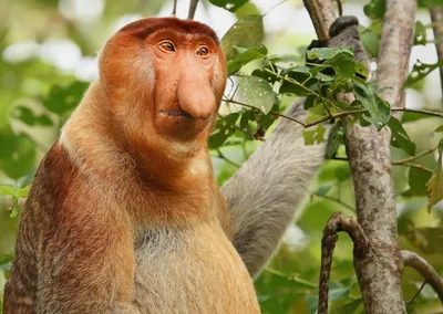 Кахау – обезьяна с неприлично большим носом | Анималия | Дзен