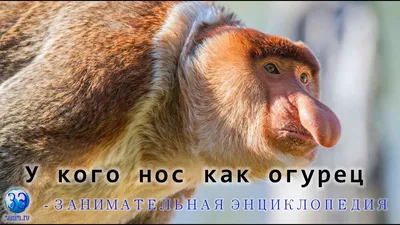 Обезьян-большие нос или Cahow Стоковое Изображение - изображение  насчитывающей шерсти, обезьяна: 61109725