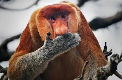 Обезьян-большие нос или Cahow Стоковое Изображение - изображение  насчитывающей шерсти, обезьяна: 61109725