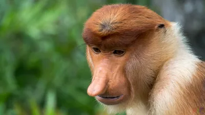 Кахау или Носач - удивительная носатая обезьяна. - YouTube