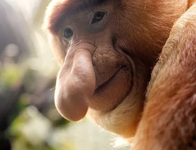 Портрет диких обезьян хоботка Nasalis Larvatus или в тропическом лесу  острова Борнео, Малайзия, конец вверх Стоковое Фото - изображение  насчитывающей мангрова, прелестное: 200025376