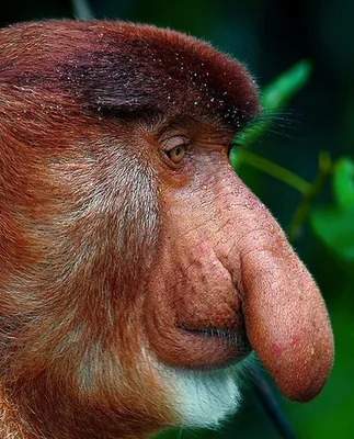 Семья дикой обезьяны хоботок или nasalis larvatus, в тропических лесах  острова борнео, малайзия, крупным планом. удивительная обезьяна с большим  носом. | Премиум Фото